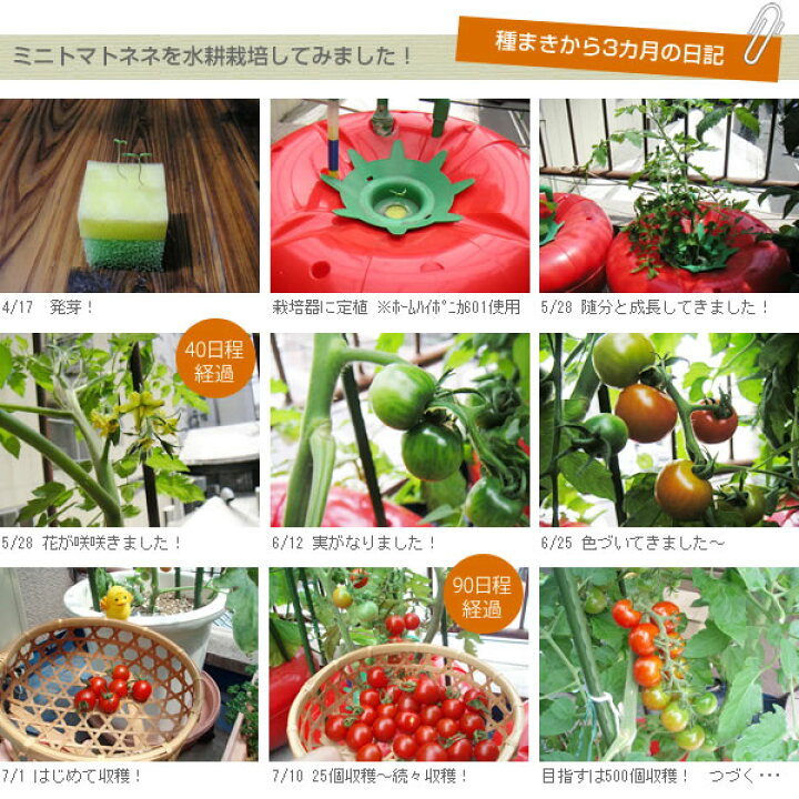 トマトの種さん専用 【☆安心の定価販売☆】