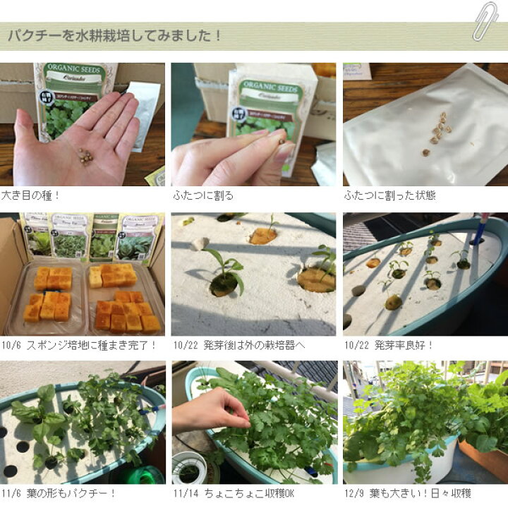 楽天市場 12時迄で即日発送 種 有機種子 コリアンダー パクチー シャンサイ 水耕栽培 土耕栽培 で人気 あす楽 種のみネコポス便可 水耕栽培専門店のエコゲリラ