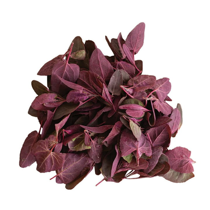 当社の オーガニック ミドリの種屋アマランサス 固定種 スプラウト 有機種子 種 レッド 根菜