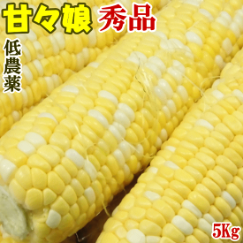 （ご予約品：6月下旬から発送予定：限定20箱）とうもろこし甘々娘秀品5Kg2L-3Lサイズ（約12本）山梨県/甲府市の志田さん栽培スイートコーン　フルーツコーン（冷蔵）甘い　高糖度