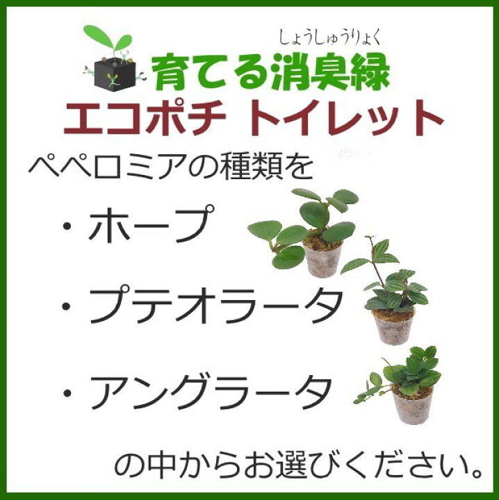 楽天市場 当店オススメ ペペロミア 消臭 観葉植物 多肉植物 インテリアグリーン グリーン えこぽち エコポチ トイレット 選べる 2個セット 育てる ミニ観葉 トイレ専用 送料無料 Eco Pochi Eco Pochi