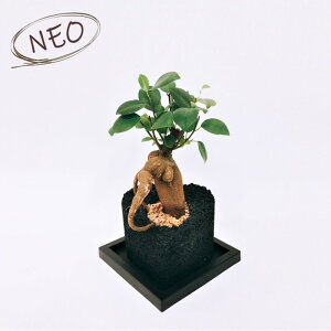 ガジュマル 卓上の人気商品 通販 価格比較 価格 Com