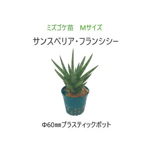 ϗtA { IV CeAO[ A ygȂ  O[ Ac ~YSPc MTCY 60mm TXxA tVV[