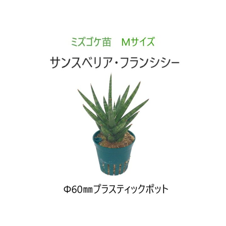 楽天市場 植物苗 ミズゴケ苗 Mサイズ F60mm サンスベリア フランシシー Eco Pochi
