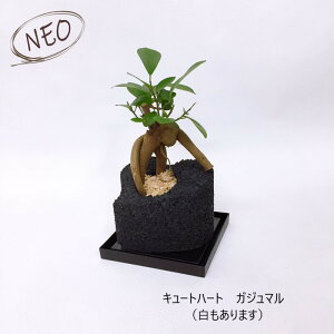 開店祝い 観葉植物 ガジュマルの人気商品 通販 価格比較 価格 Com 開店祝い 観葉植物 ガジュマルの人気商品 通販 価格比較 価格 Com
