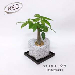 パキラ 観葉植物の通販 価格比較 価格 Com