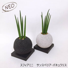 楽天市場 サンスベリア 希少種の通販