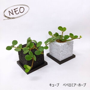 �ϗt�A�� �{�� �I�V���� �C���e���A�O���[�� �����A�� �O���[�� �y���g��Ȃ� ���� �a���j�� �V�z�j�� �J�X�j�� �M�t�g �v���[���g ���L ZOOM �C���X�^ �f�� ���� �����ۂ� �G�R�|�` NEO �L���[