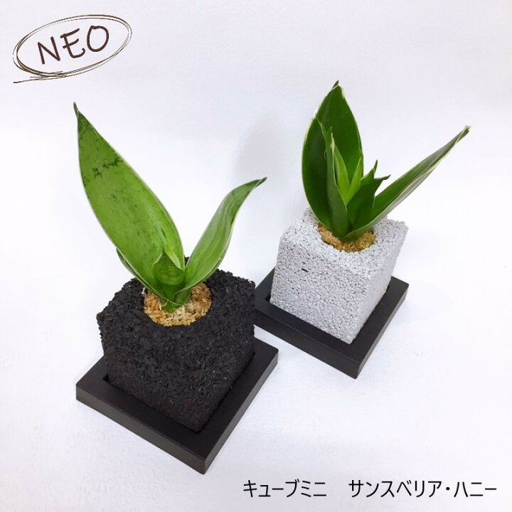 楽天市場 サンスベリア ハニー 誕生祝い ギフト プレゼント デスク オフィス 消臭 観葉植物 インテリアグリーン グリーン エコポチ Neo キューブミニ マイナスイオン 空気清浄植物 おしゃれ インテリア Eco Pochi Eco Pochi