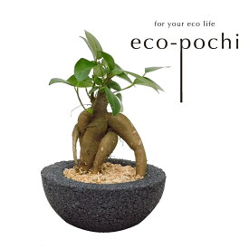 ガジュマルってどこで売ってる どこで買える ガジュマルの売ってる場所や買える場所はここ
