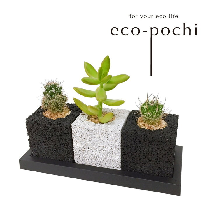 楽天市場 誕生祝い 開店祝い ギフト プレゼント 消臭 観葉植物 多肉植物 インテリアグリーン グリーン 癒し エコポチ Neo トゥーリオ サボテン 多肉セット サボテン 多肉植物 おしゃれインテリア Eco Pochi Eco Pochi