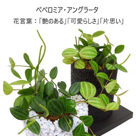 楽天市場 観葉植物 つる性 種類 植物 ペペロミア 観葉植物 花 観葉植物 花 ガーデン Diyの通販 楽天市場 観葉植物 つる性 種類 植物 ペペロミア 観葉植物 花 観葉植物 花 ガーデン Diyの通販