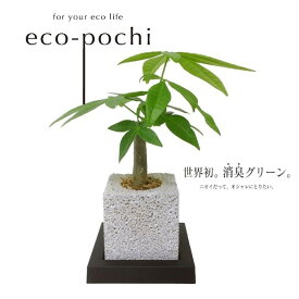 パキラ 誕生祝い 開店祝い ギフト プレゼント デスク オフィス 消臭 観葉植物 多肉植物 インテリアグリーン グリーン 癒し えこぽち エコポチ NEO キューブミニ おしゃれ インテリア eco-pochi ミニ 卓上