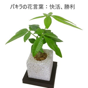 観葉植物 パキラ ミニサイズの人気商品 通販 価格比較 価格 Com