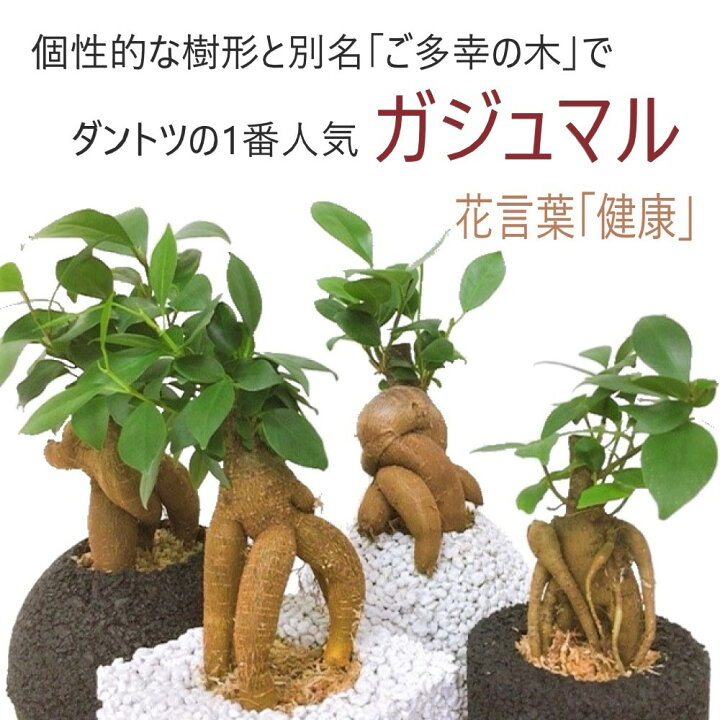 楽天市場】【当店オススメ】 ガジュマルの木 ガジュマル ご多幸の木 