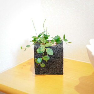 観葉植物 新築祝いの通販 価格比較 価格 Com