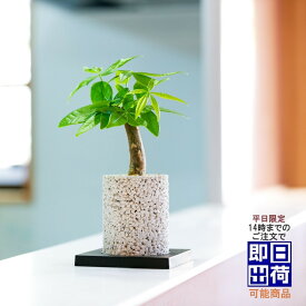 楽天市場 オフィス デスク おしゃれ 花 ガーデン Diy の通販