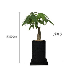 yXIXXzϗtA { IV CeAO[ A ygȂ  O[ Vzj JXj Mtg v[g  }l[c[ pL L  ZOOM GR|
