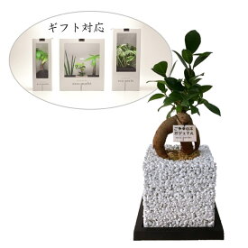 観葉植物 本物 オシャレ インテリアグリーン 多肉植物 土を使わない 清潔 グリーン ガジュマルの木 ガジュマル 誕生祝い 開店祝い ギフト プレゼント 消臭 オフィス 卓上 ミニ 癒し えこぽち エコポチ NEO キューブ ご多幸の木 おしゃれ インテリア eco-pochi