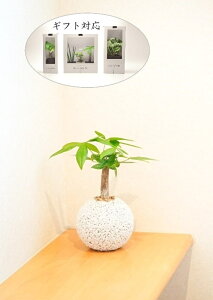 ϗtA { IV CeAO[ A ygȂ  O[ pL ƌ }l[c[ aj JXj Mtg v[g L ZOOM  ۂ G