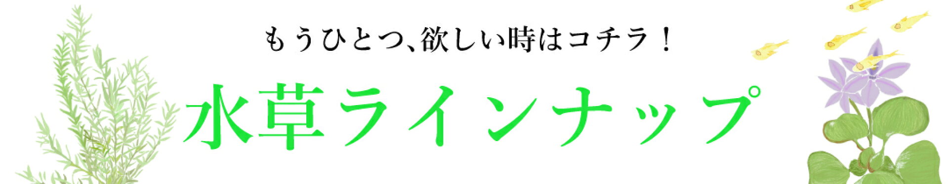 人気品種ラインナップ