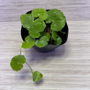 Y _ A}]`hOT t 1pbN@yԌ|Cg3{zyX[p[Z[Ώہz A[g ANAE Ă₷ _J S p_E rIg[v _b`A