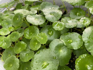 Y _ EH[^[}bV[ t 1pbN yԌ|Cg3{zyX[p[Z[Ώہz A[g ANAE Ă₷ _J S p_E rIg[v _b