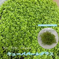 国産 無農薬 キューバパールグラス 水上葉 1パック　6cmポット 水草 アート アクアリウム 育てやすい メ…
