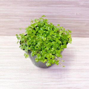 Y _ I[XgAh[t qhReB~j t 1pbN yԌ|Cg3{zyX[p[Z[Ώہz A[g ANAE Ă₷ _J S p_