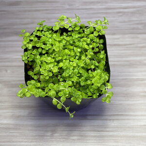 Y _ j[[Wp[OX yԌ|Cg3{zy}\z A[g ANAE Ă₷ _J S p_E rIg[v _b`ANAE x