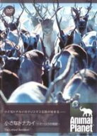 【バーゲンセール】【中古】DVD▼アニマル・プラネット 小さなトナカイ オーロラの奇跡 字幕のみ レンタ…