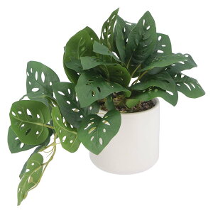 y12420-11159܂ŃGg[2l1lőSz|CgobNzsf tFCNO[ Xe Z~bN|bg O[ 41139 lHϗtA  CeA  