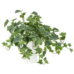 yő2,000~ItCOUPON 121-6959܂Łzkԍ lH OCVAACr[ 90853 754643