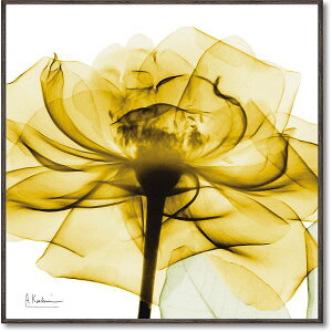 Es [p[ X-RAYLoXA[g uS[f[Yv(XNGASTCY) ʏi̓s