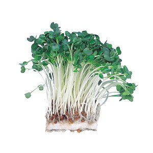 【個数:1個】ATC102970X10 直送 代引不可・他メーカー同梱不可 10個セット ARTEC 水耕栽培ユニット カイワレダイコン