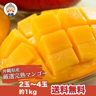 【お中元】沖縄産 完熟マンゴー 1kg 2-4玉 送料無料【予約受付中】リピーター続出の甘さ 暑中見舞いなど…