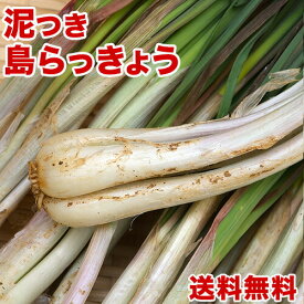 島らっきょう沖縄県産1kg 送料無料！2kgご購入で更に200gオマケで合計2.2kg！ 沖縄野菜(らっきょう 生 国産) 天ぷらや漬物、ビールのお供に美味しい島らっきょうをお取り寄せ【沖縄】 ｜野菜 ｜(rakkyo_2)