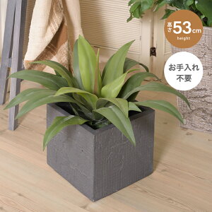 ϗtA tFCNO[ AKx lHϗtA t 53cm C[ CeA tFCN lH sv ȒP  ItBX rO  A  l炵 53