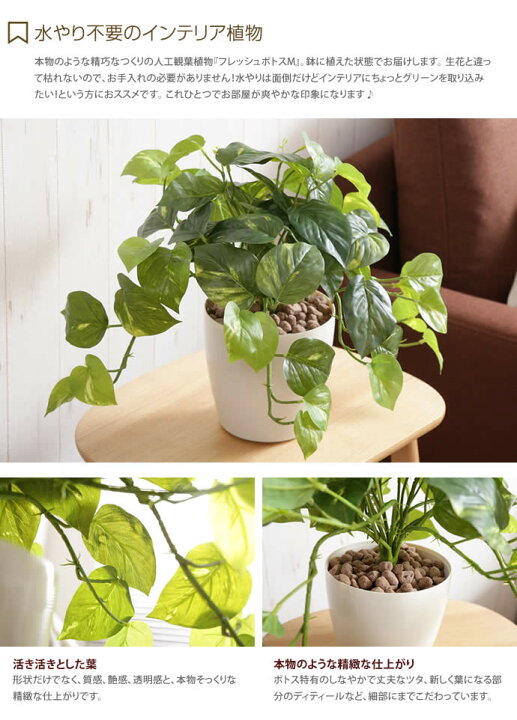 楽天市場 Pothos Fresh 人工植物 フレッシュポトスm 光触媒 観葉植物 水やり不要 お手入れ不要 グリーン リアル インテリアショップ イーナ