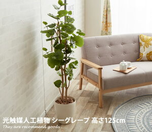 観葉植物 シーグレープの通販 価格比較 価格 Com