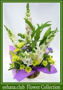 E݂ɑԁ3,500~yzN[֑ΉIlbgIyyMt_zyyMt_bZzyyMt_bŹzyyΉz ybg  @v V ʖ