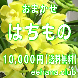 楽天市場 押し花 激安の通販 楽天市場 押し花 激安の通販