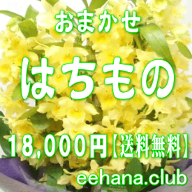 デザイナーにおまかせ★フラワー★鉢物★はちもの・花鉢・グループプランツ18,000円【送料無料】【お祝い・お供え・ビジネス】【品質保証★花】【楽ギフ_包装】【楽ギフ_メッセ】【楽ギフ_メッセ入力】【あす楽対応】