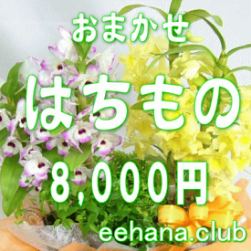 デザイナーにおまかせ★フラワー★鉢物★はちもの・花鉢・グループプランツ8,000円【お祝い・お供え・ビジネス】【品質保証★花】【楽ギフ_包装】【楽ギフ_メッセ】【楽ギフ_メッセ入力】【あす楽対応】