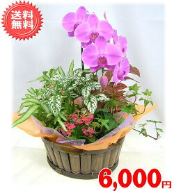 楽天市場 プランツ プランツの通販