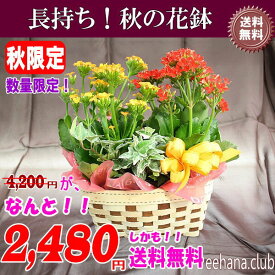 大特価！長持ち花鉢がなんと！2,480円【送料無料】ネット特価！！【メッセージカード付き】【楽ギフ_メッセ】【楽ギフ_包装】