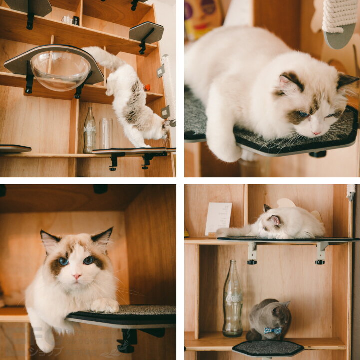 楽天市場】CAT-KICK グレーブラック 3点セット 猫 ステップ キャット 