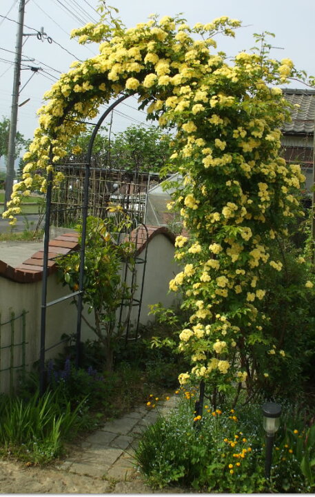 市場 豪華な 庭 ガーデニング 園芸 おしゃれ 日本製 パーゴラ ガーデンアーチ 幅広 No 285 薔薇アーチ グランデ バラアーチ フラワーアレンジ フラワーアーチ