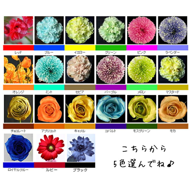 楽天市場 切花着色剤ファンタジー 100ml お得な選べる５本セット パレス化学 生花 切り花 着色 切り花着色剤 レインボー フラワー アレンジ 植物 染色 染色液 染色剤 加工液 園芸 観葉植物 ガーデニング プリザーブド ドライフラワー 押し花 手作り 染める パレス化 代引