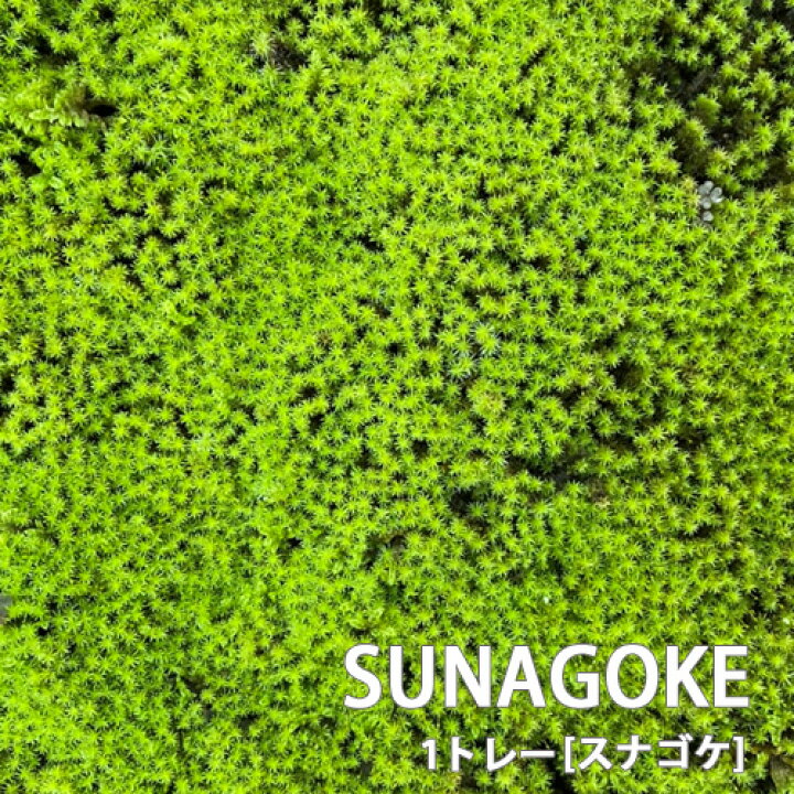 楽天市場】苔 スナゴケ 砂苔 1トレー トレーサイズ300mm×600mm 